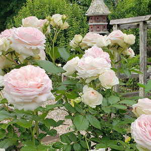 Meet your Posher, Jazzie